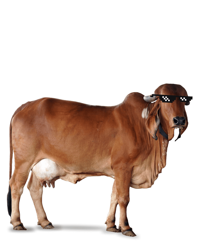 desi_gir_cow